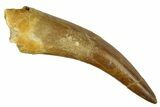 Fossil Plesiosaur (Zarafasaura) Tooth - Morocco #186242-1